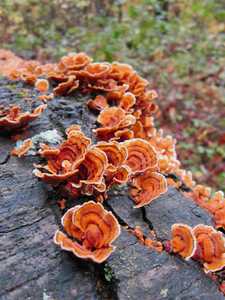 Frilly orangish mushrooms growing from a downed tree along the Appalachian Trail in Autumn - Michaux State Forest, Pennsylvania, USA | by Michael Scepaniak