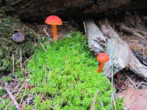 Bright red-orange mushrooms on forest floor - Acadia National Park, Maine, USA | by Michael Scepaniak