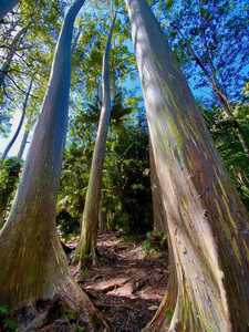 Rainbow Eucalyptus trees - Ke'anae Arboretum, Maui, Hawaii, USA | by Deborah Silverman